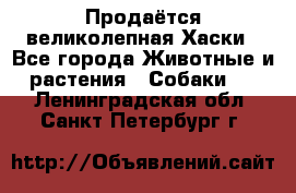 Продаётся великолепная Хаски - Все города Животные и растения » Собаки   . Ленинградская обл.,Санкт-Петербург г.